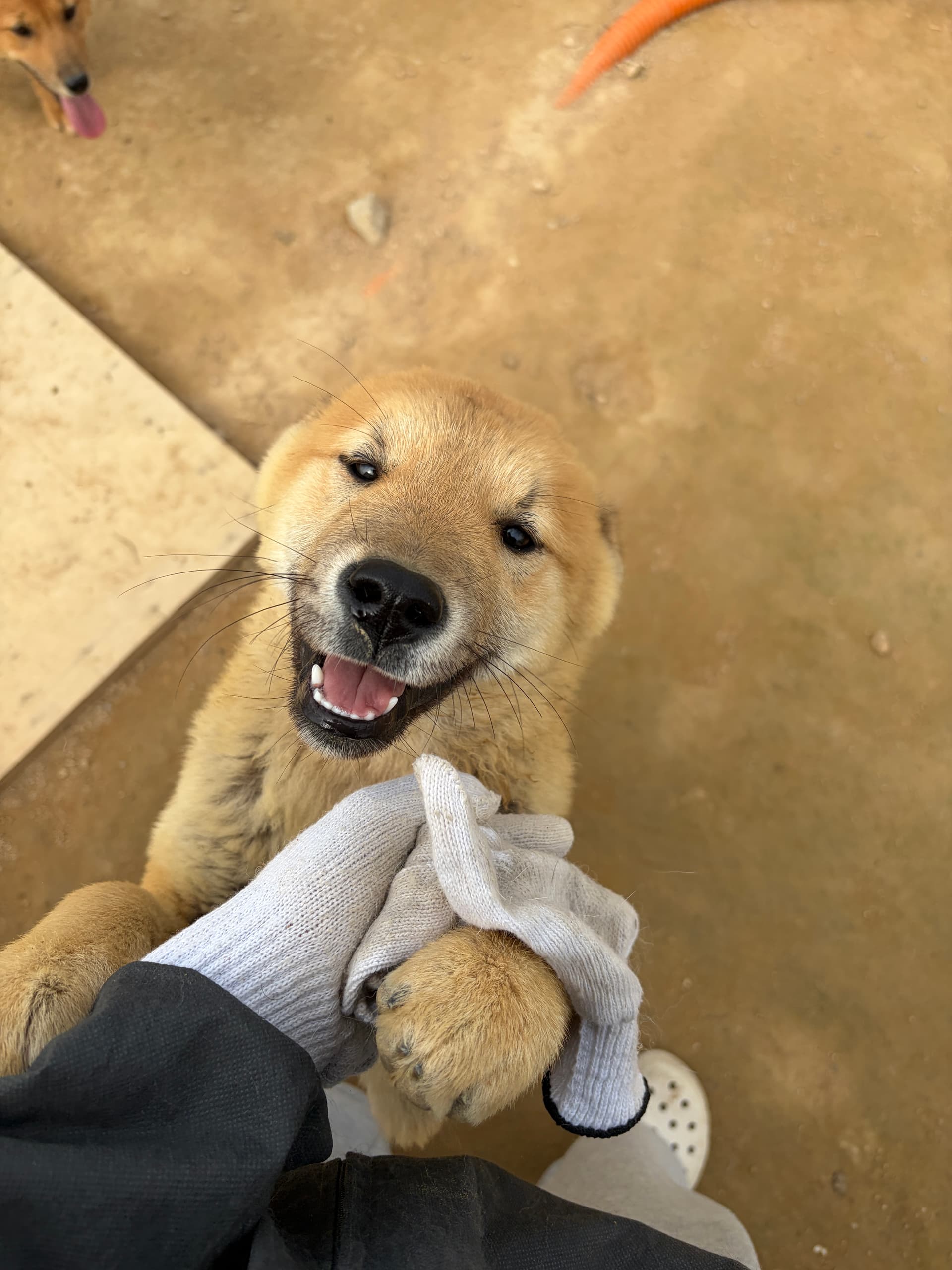 일황이