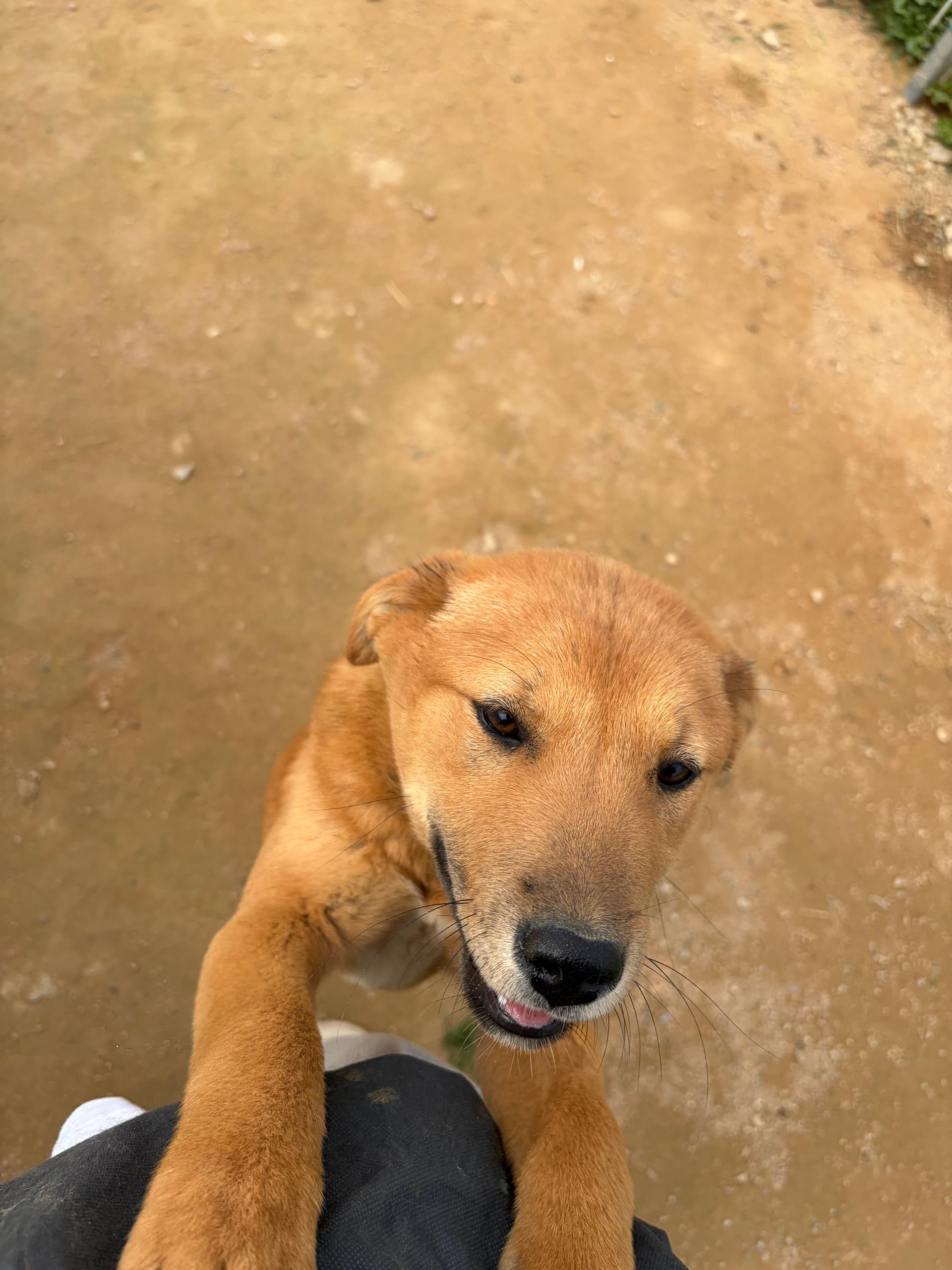 이황이
